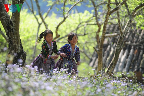 Spring has sprung on Moc Chau Plateau  - ảnh 4